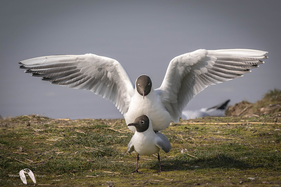 Blackheaded Gull DSC2747
